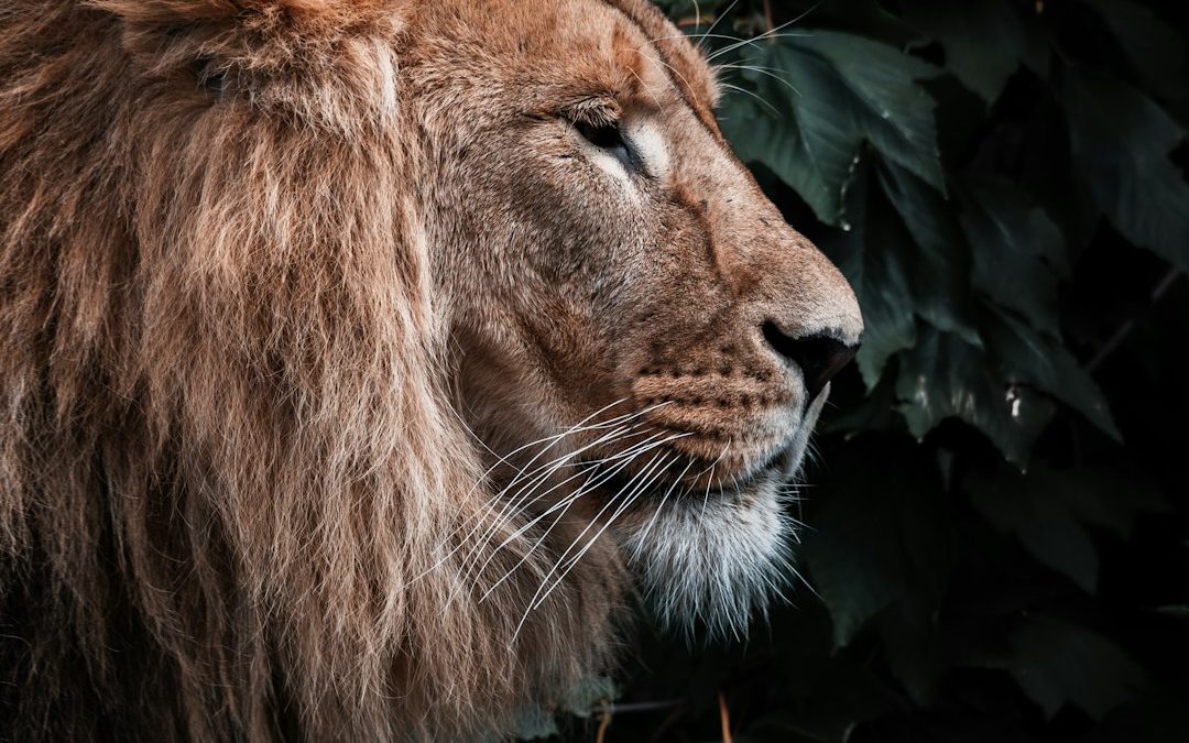 Courage is a Contagion