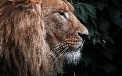 Courage is a Contagion