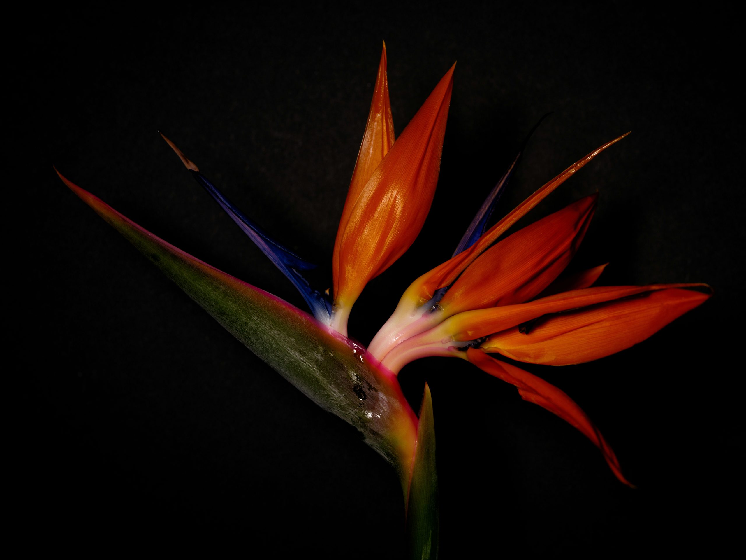 Christina Rae Blackmon How two brands intertwine and create a brand eco system of amplified voices and sustainability. As Rare as the Bird of paradise in the image