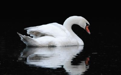 Resonance: The Frequency of Partnership