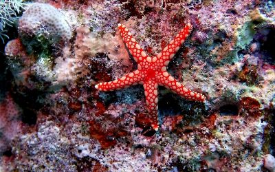 Autotomy & Self-Abandonment